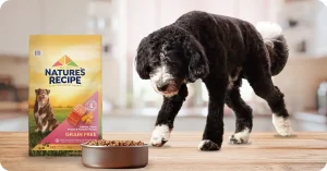 Happy dog eating Nature's Recipe Grain Free Dry Dog Food – Best Inexpensive Dog Food for skin and coat health