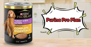 Best Senior Wet Dog Food