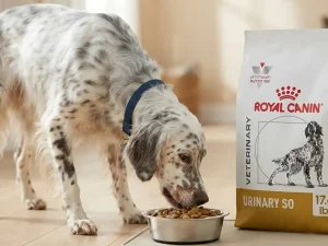 Which dog food is better than Royal Canin