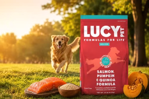 Is salmon safe for dogs daily