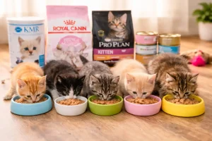 Cat feeding chart by age