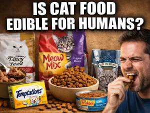 Is Cat Food Edible for Humans