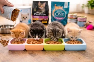 Kitten feeding chart by weight