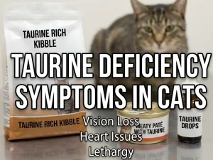 Taurine Deficiency Symptoms in Cats