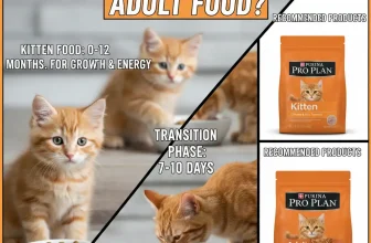 When Can a Kitten Eat Adult Food