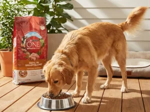 purina one dog food