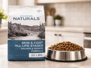 Dog food and kibble on countertop