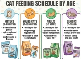 Cat Feeding Schedule By Age: With My Real-Life Experience