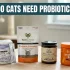 Cat Feeding Schedule By Age: With My Real-Life Experience