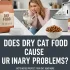 Cat Feeding Schedule By Age: With My Real-Life Experience