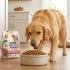 Is Grain Free Dog Food Good for Dogs? My Real Experience