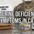 How Many Calories Does a Cat Need? My Expert Solution