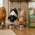 Is Redford Dog Food Good? My Honest Experience